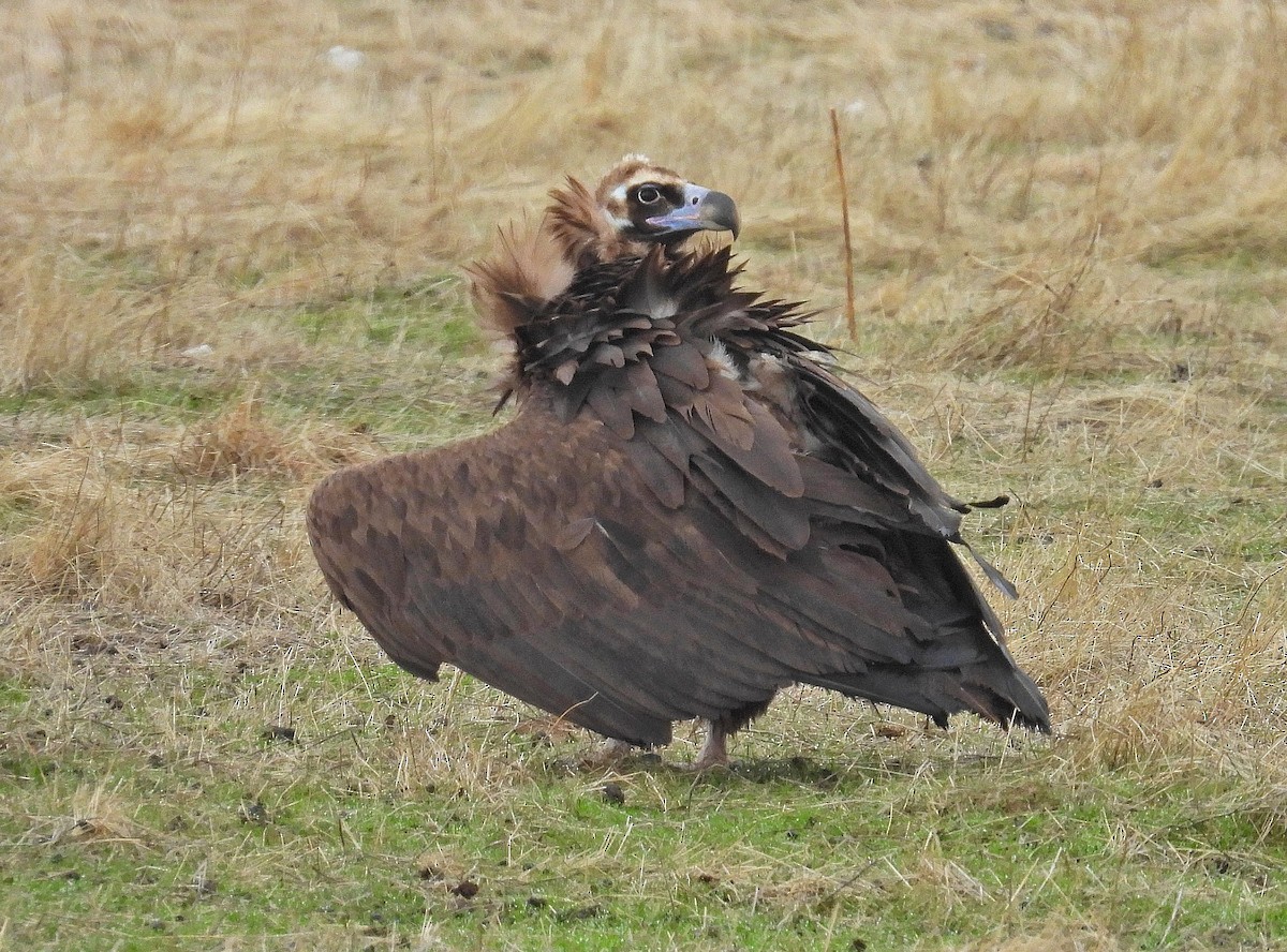 Buitre Negro - ML646365038