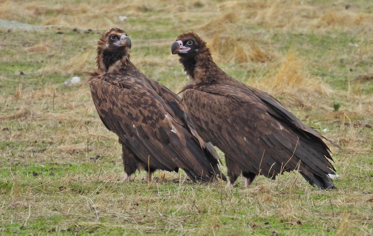 Buitre Negro - ML646365039