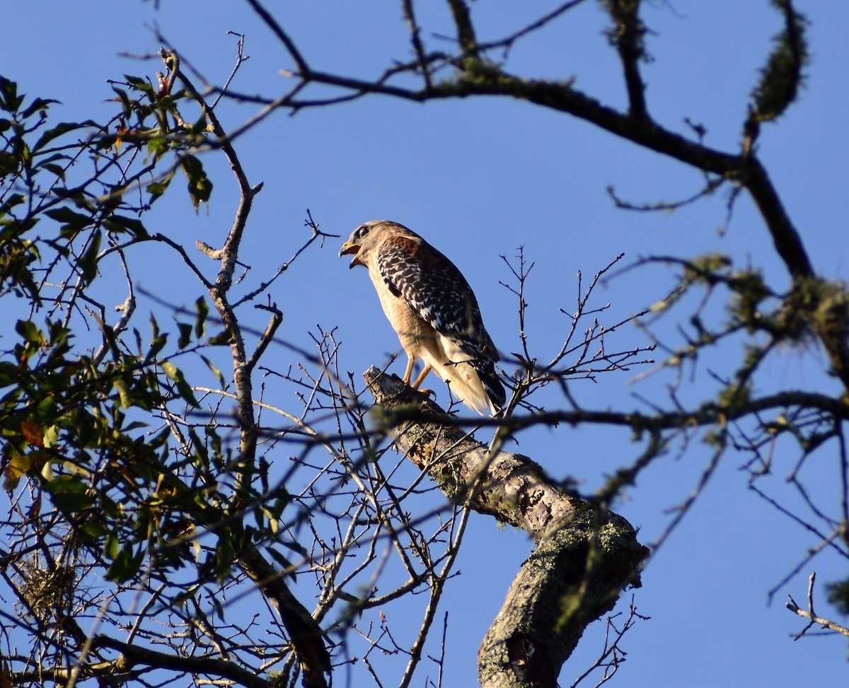 カタアカノスリ - ML646365051