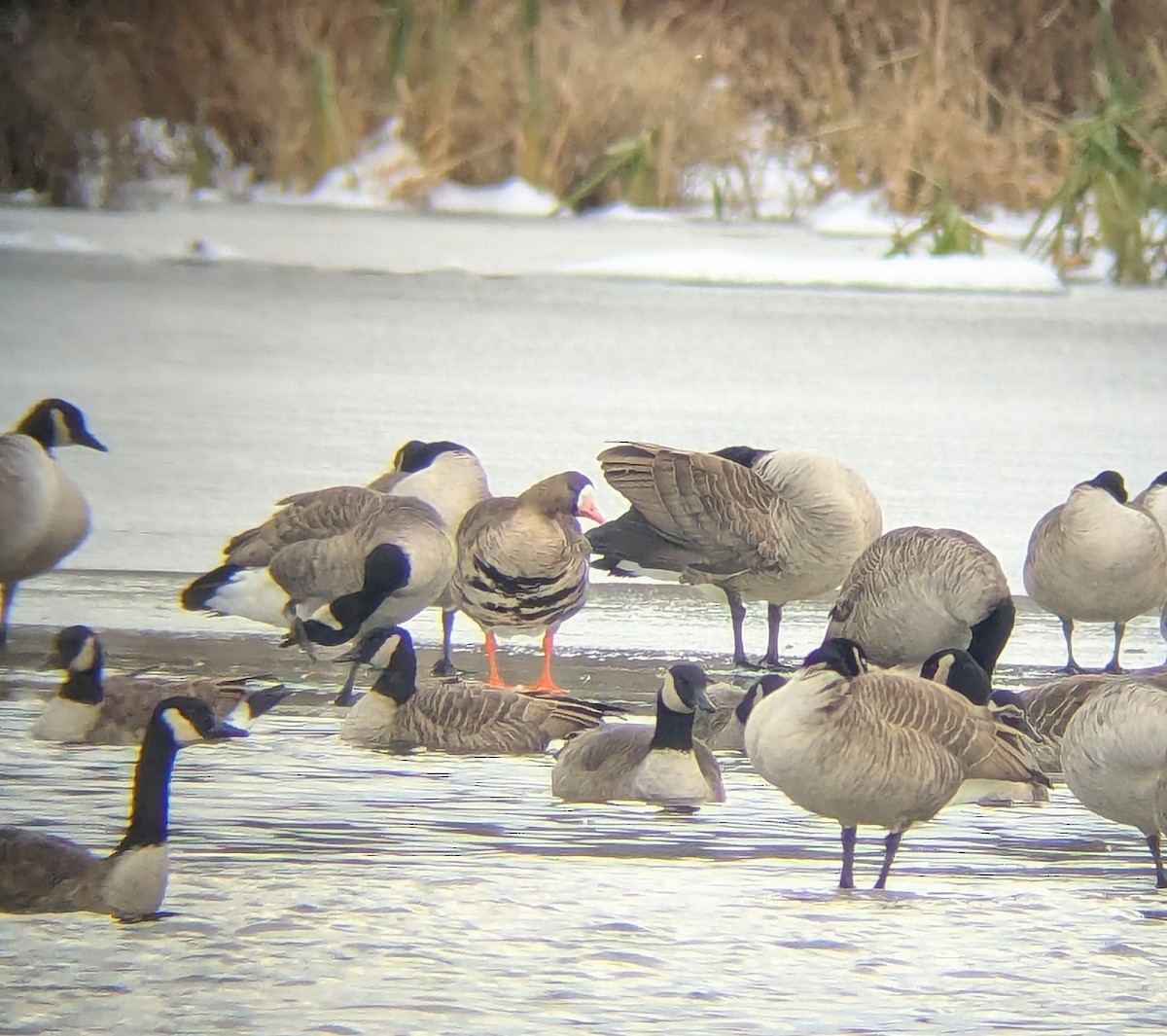 husa běločelá - ML646365053