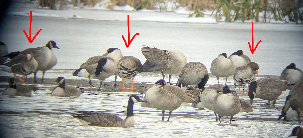 husa běločelá - ML646365054