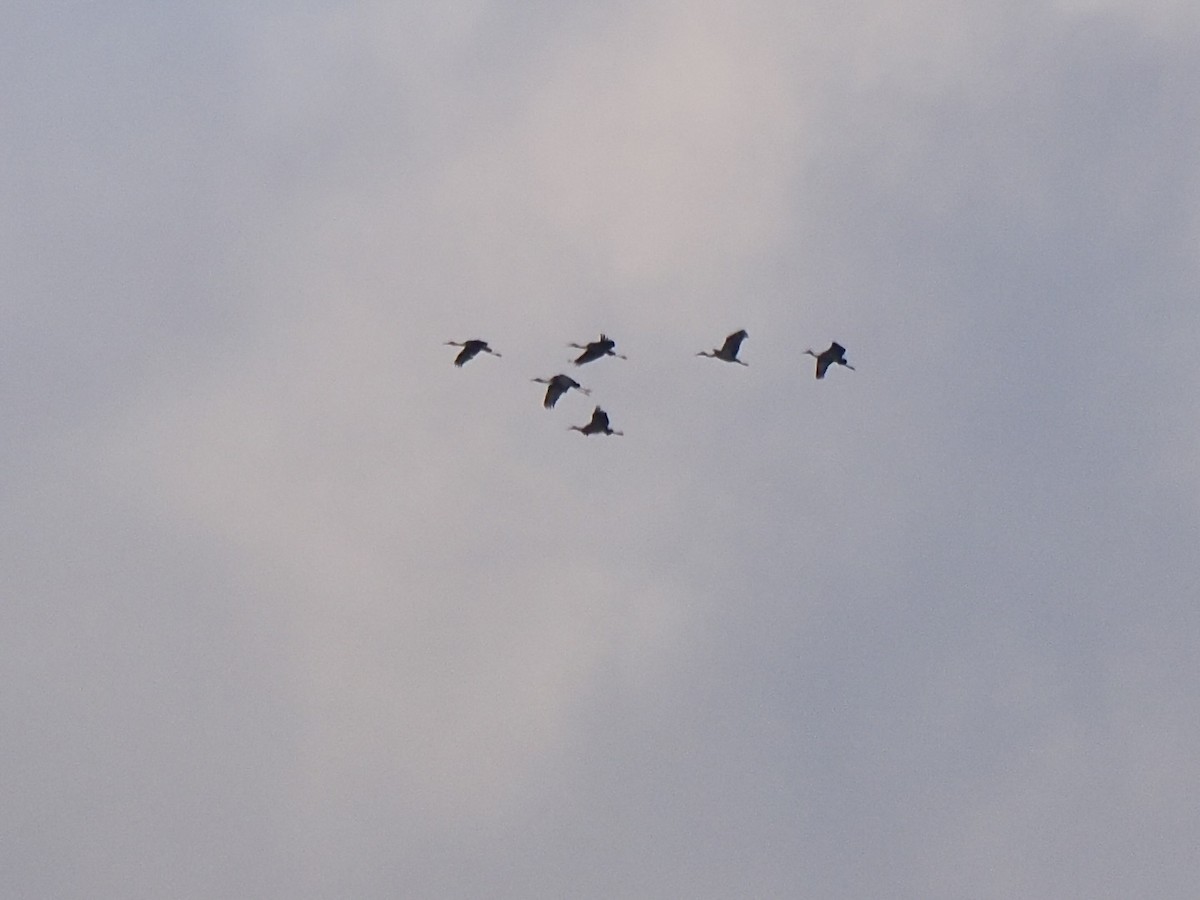 Sandhill Crane - ML646365055