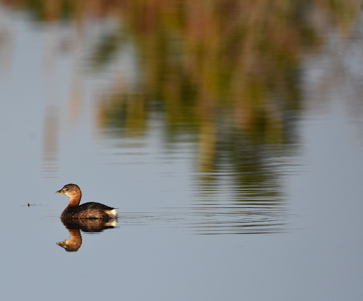 Pied-billed Grebe - ML646365057