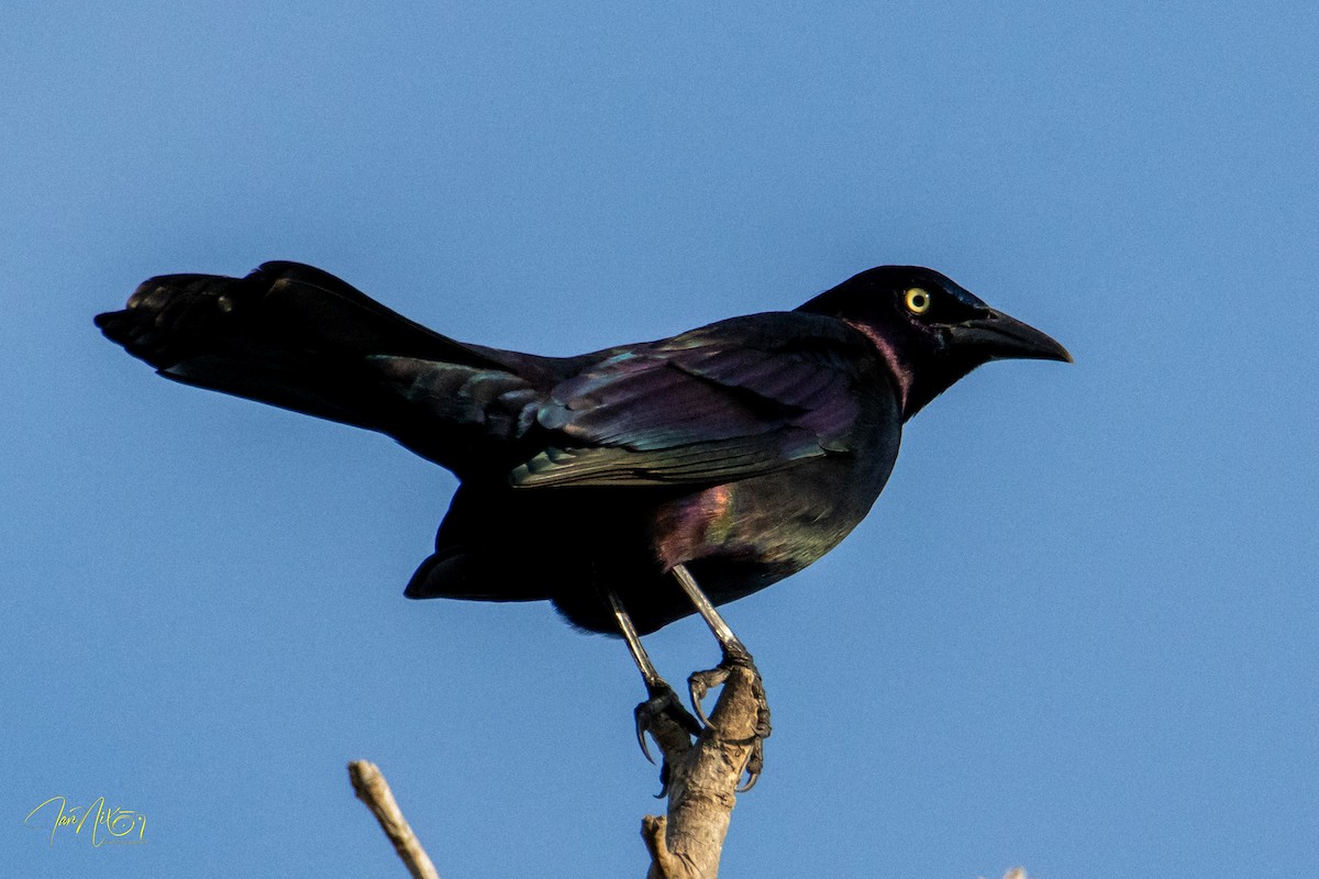 Common Grackle - ML646365061