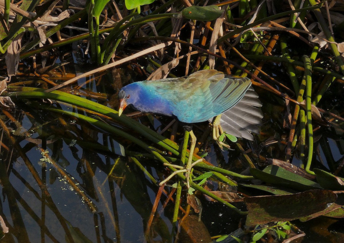 Малая султанка - ML646365062