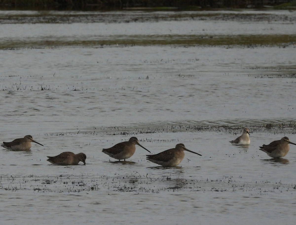 長嘴半蹼鷸 - ML646365072