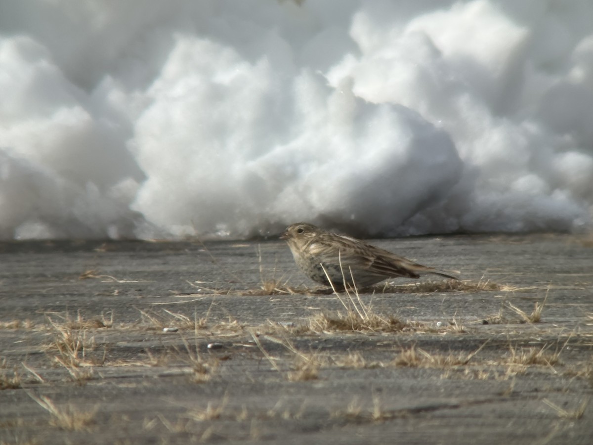 Chestnut-collared Longspur - ML646365074