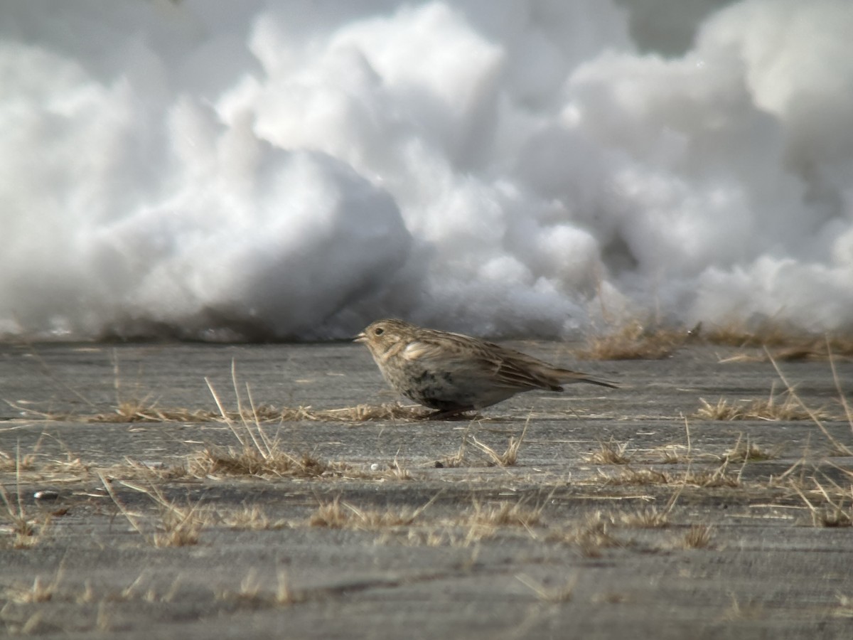 Chestnut-collared Longspur - ML646365075