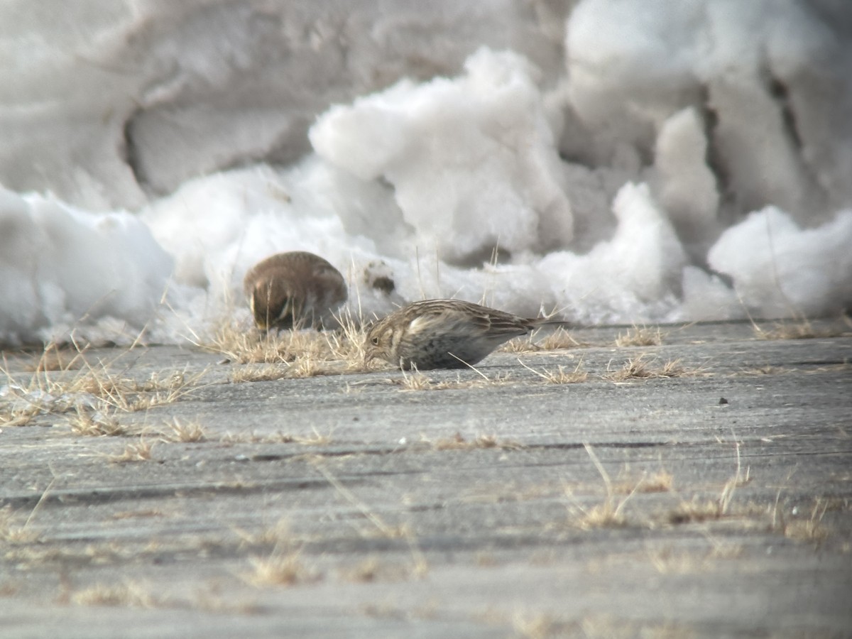 Chestnut-collared Longspur - ML646365076
