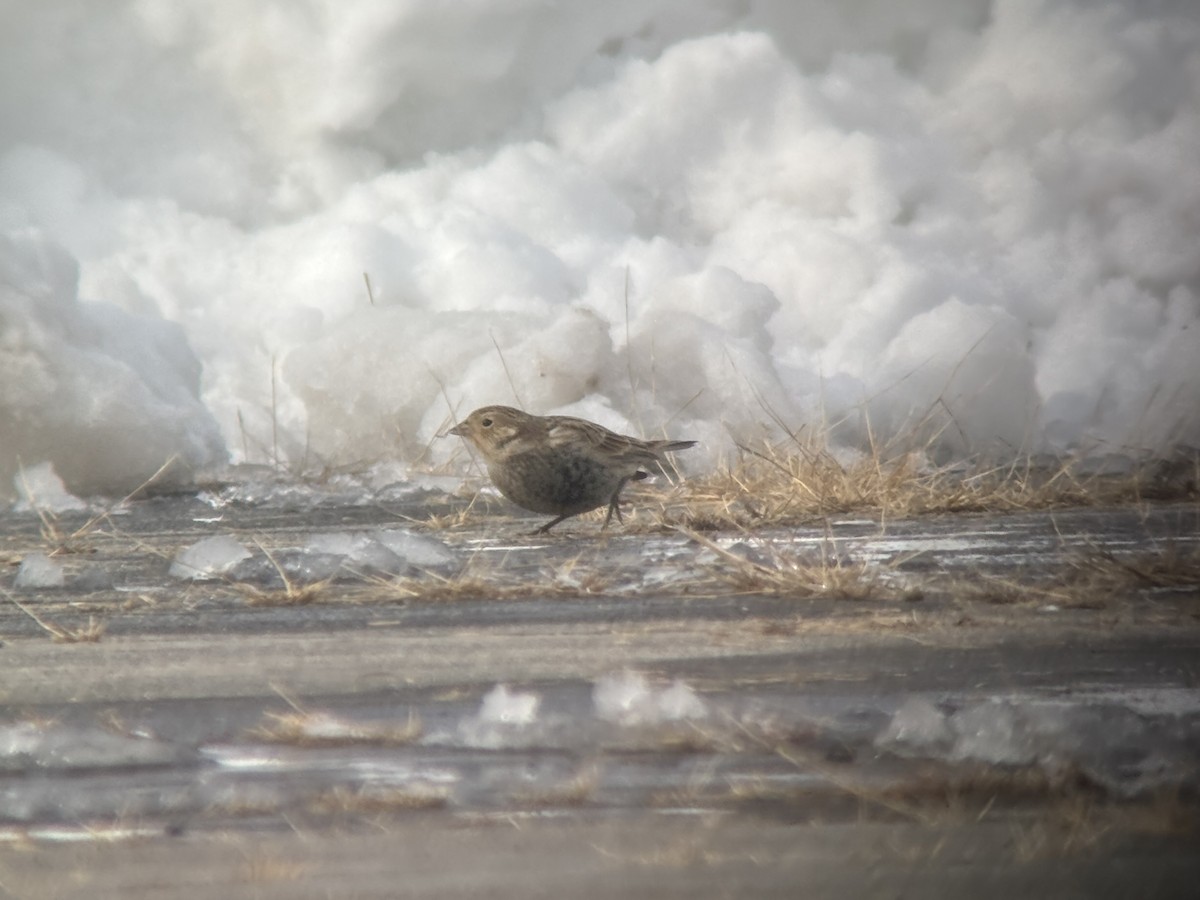 Chestnut-collared Longspur - ML646365078