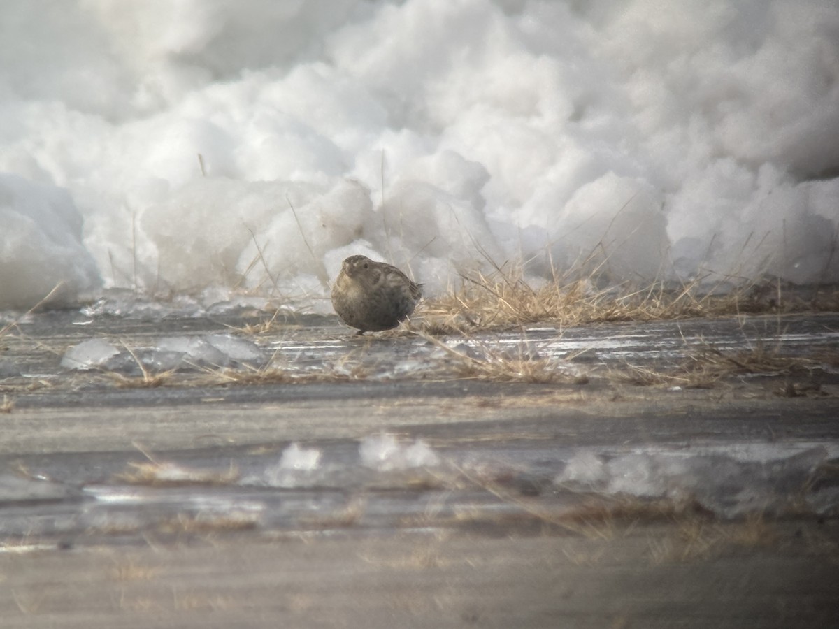 Chestnut-collared Longspur - ML646365079