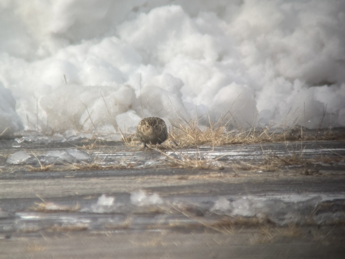 Chestnut-collared Longspur - ML646365080