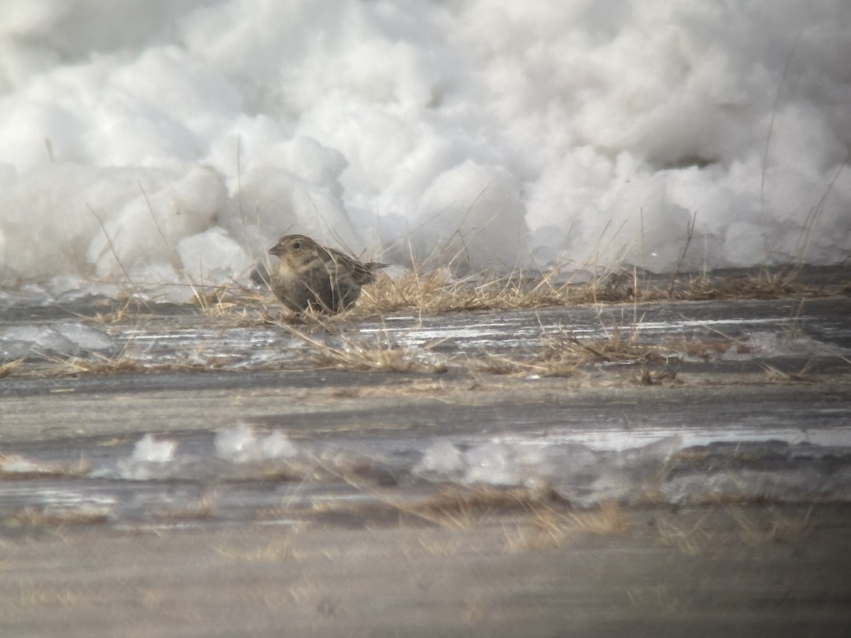 Chestnut-collared Longspur - ML646365081