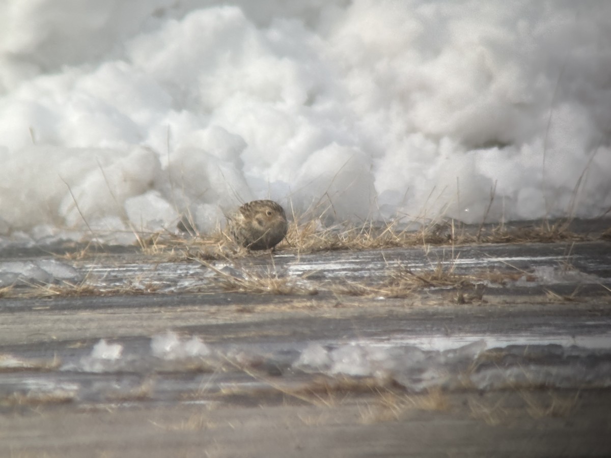 Chestnut-collared Longspur - ML646365082