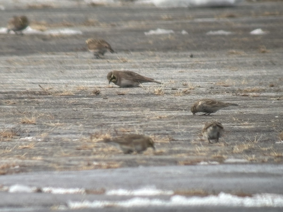 Chestnut-collared Longspur - ML646365083