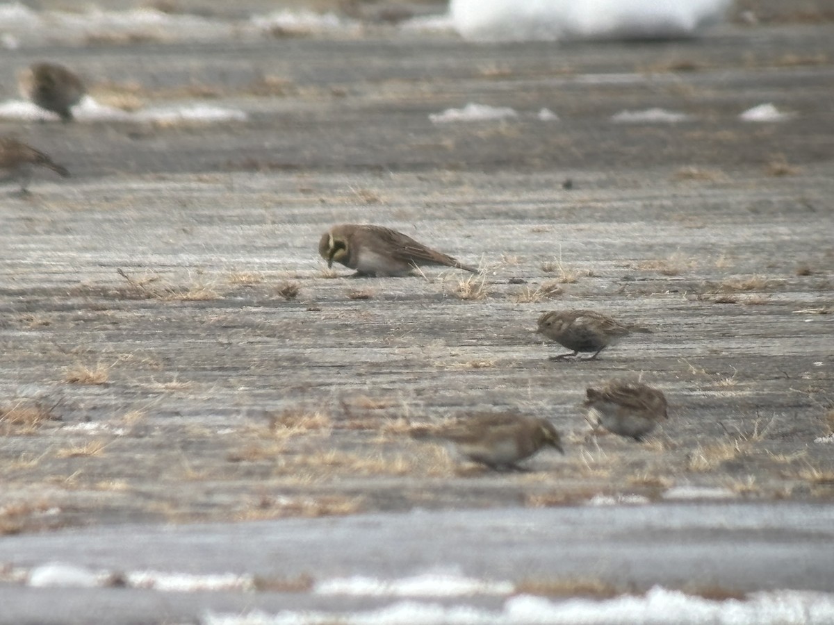 Chestnut-collared Longspur - ML646365084