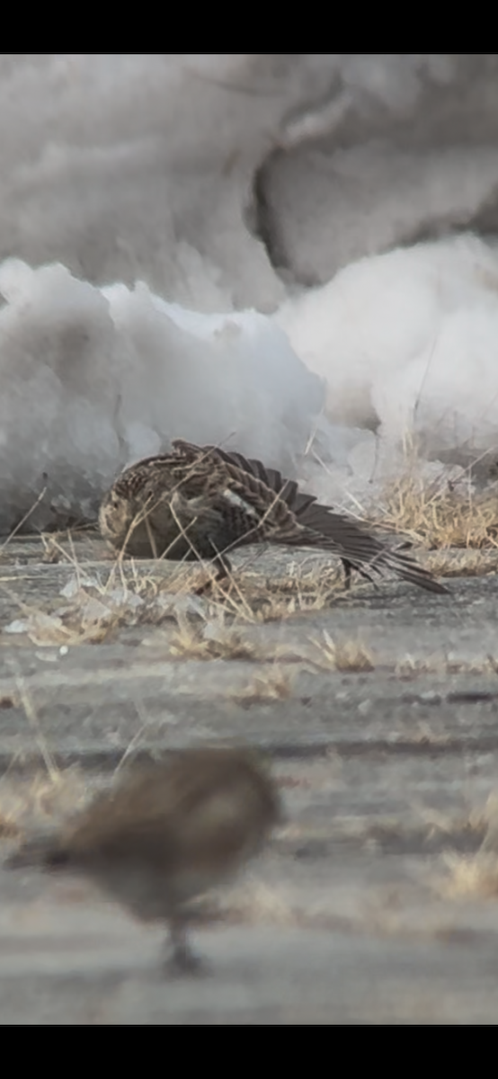 Chestnut-collared Longspur - ML646365085