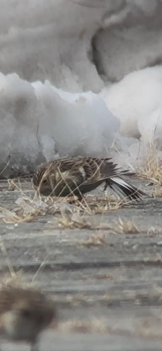 Chestnut-collared Longspur - ML646365086