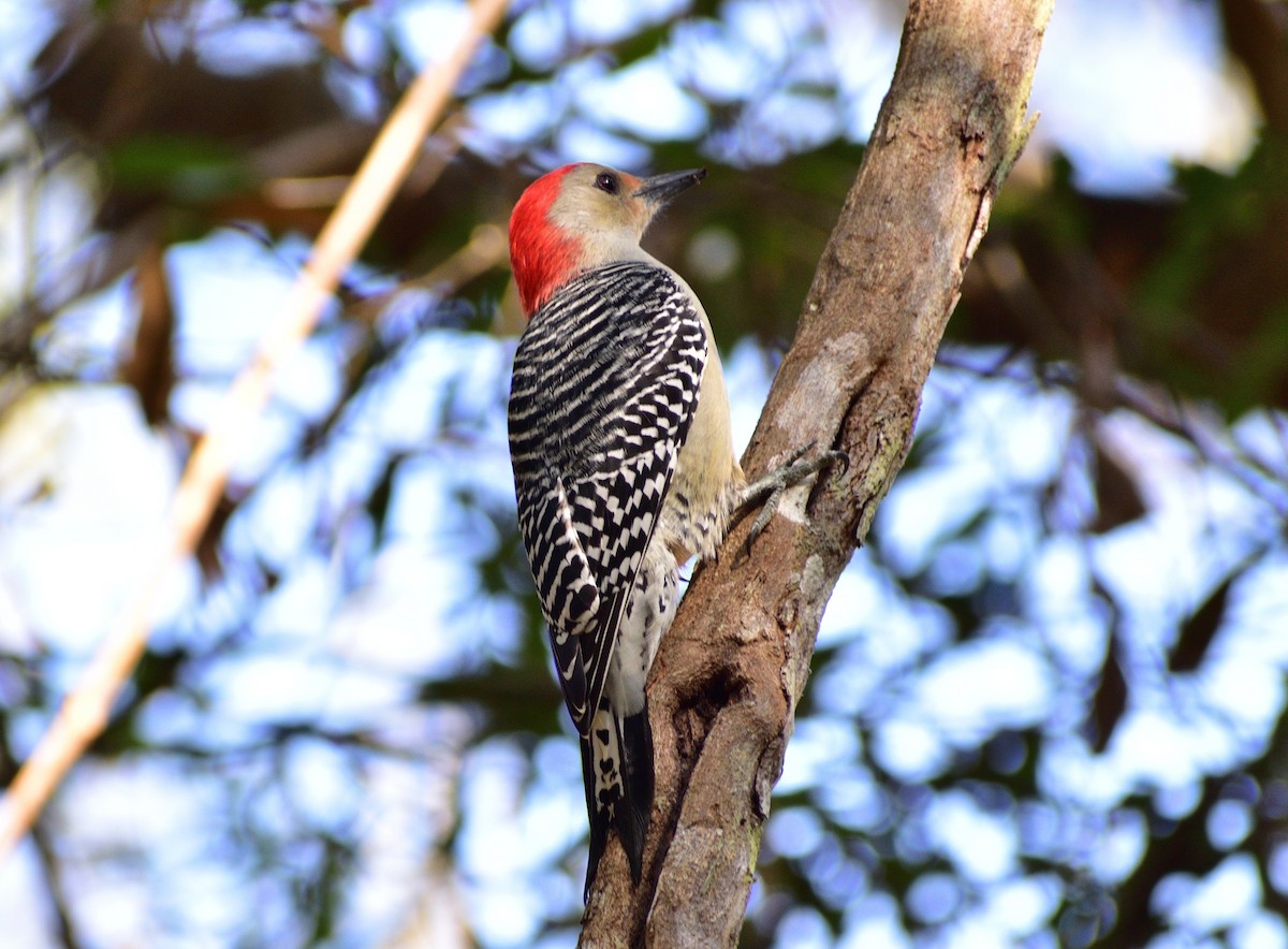 シマセゲラ - ML646365087