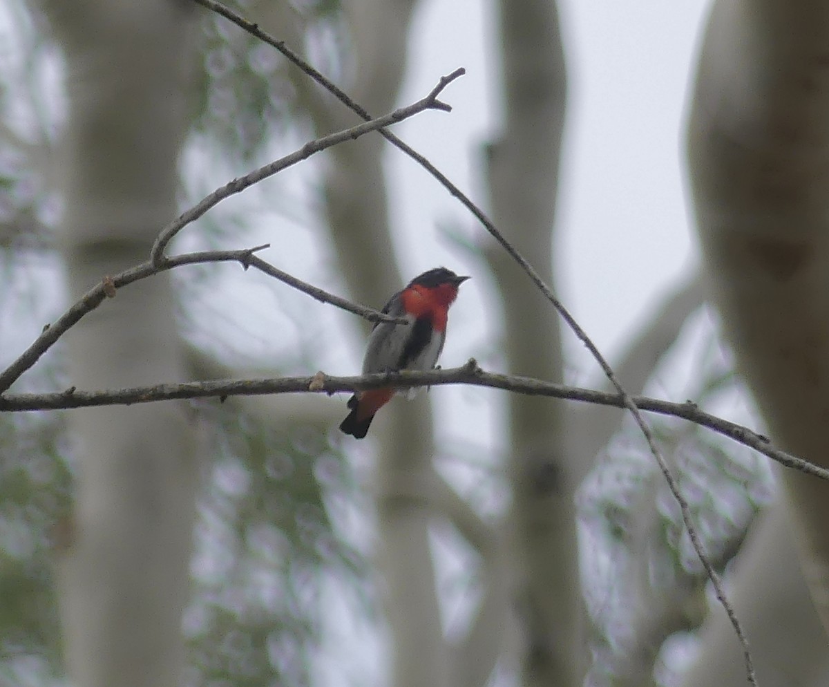 Mistletoebird - ML646365089