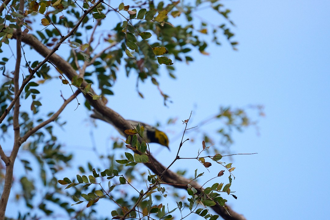 Зелёная древесница - ML646365090