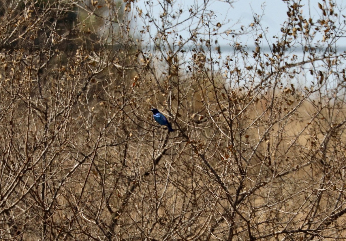 Cape Starling - ML646365091