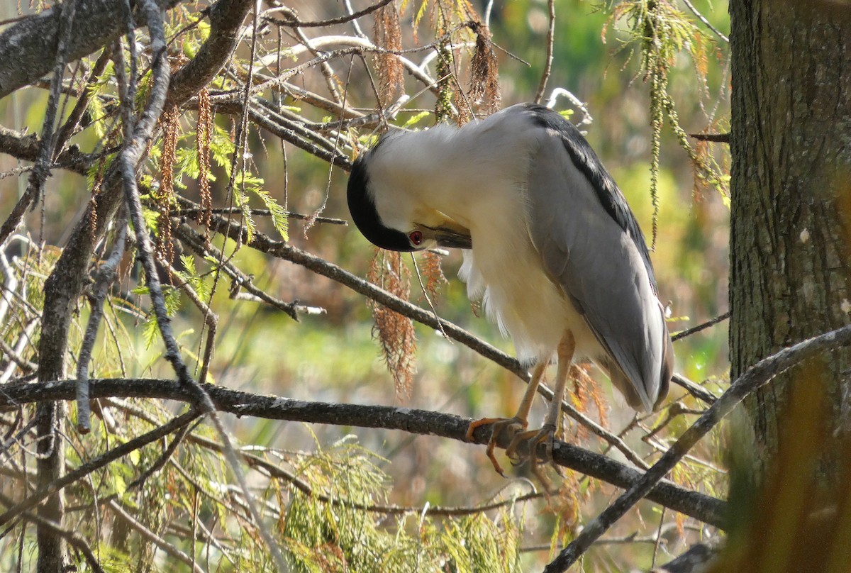 kvakoš noční - ML646365092