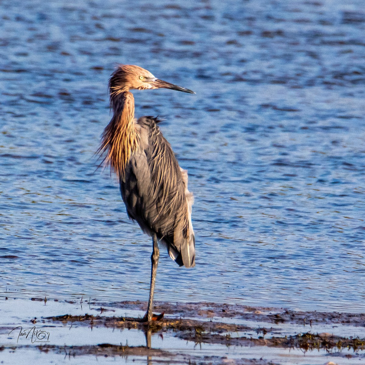 Reddish Egret - ML646365093