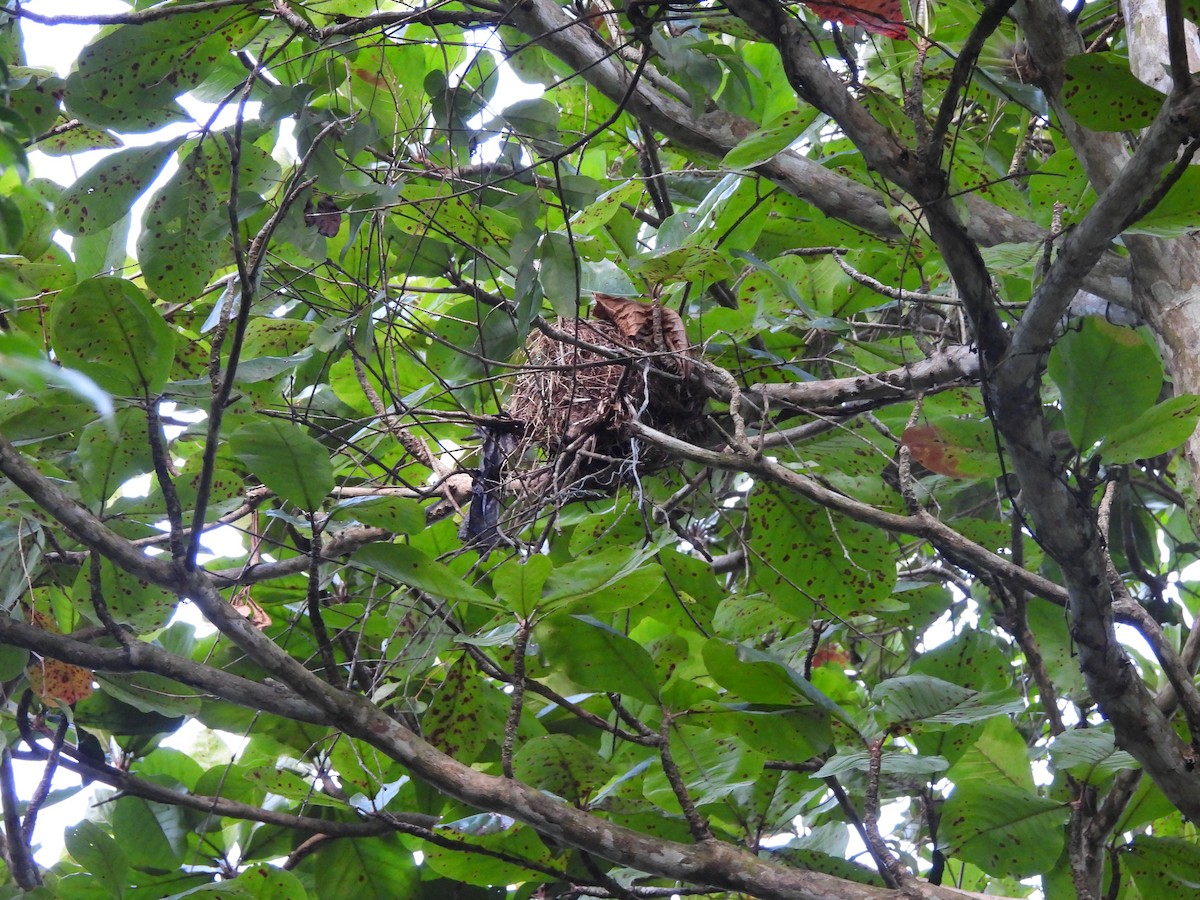 Band-backed Wren - ML646365094