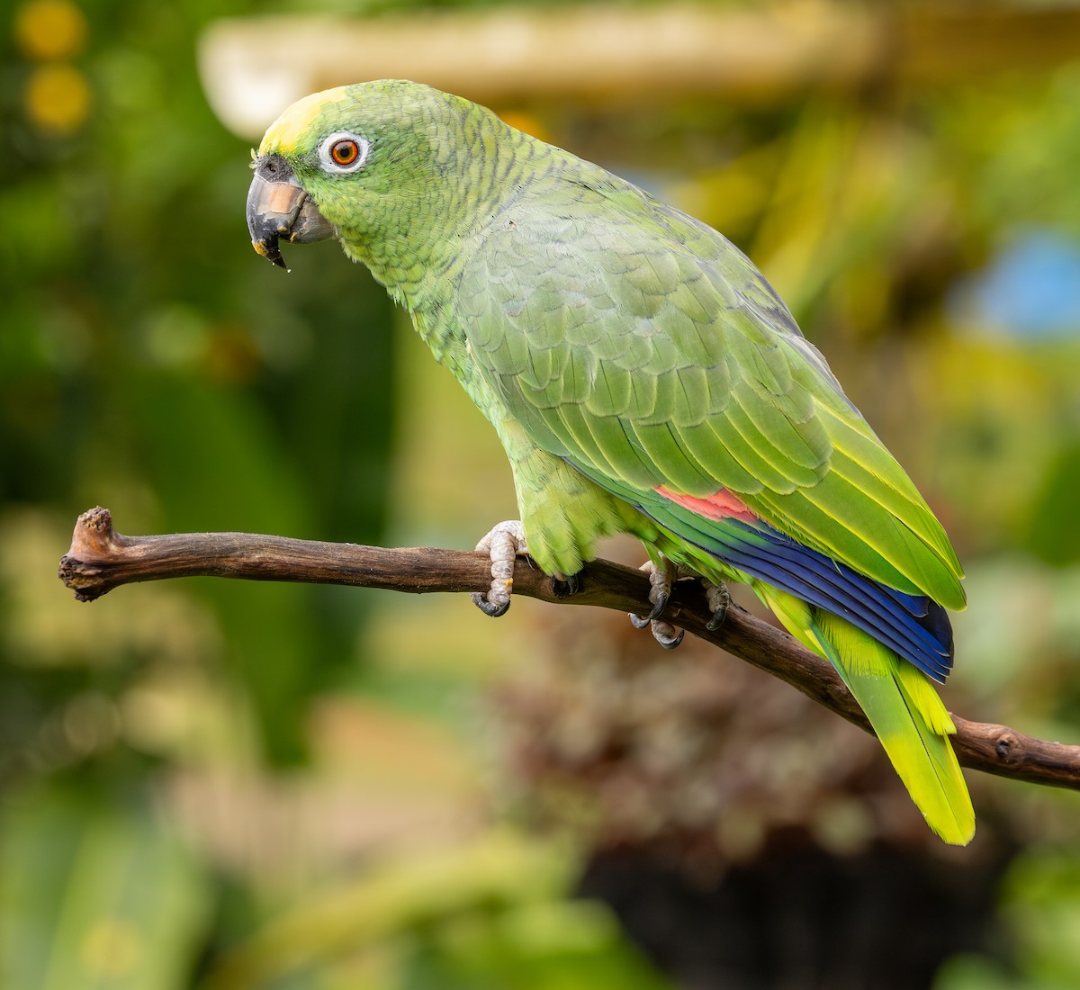 Sarı Alınlı Amazon - ML646365095