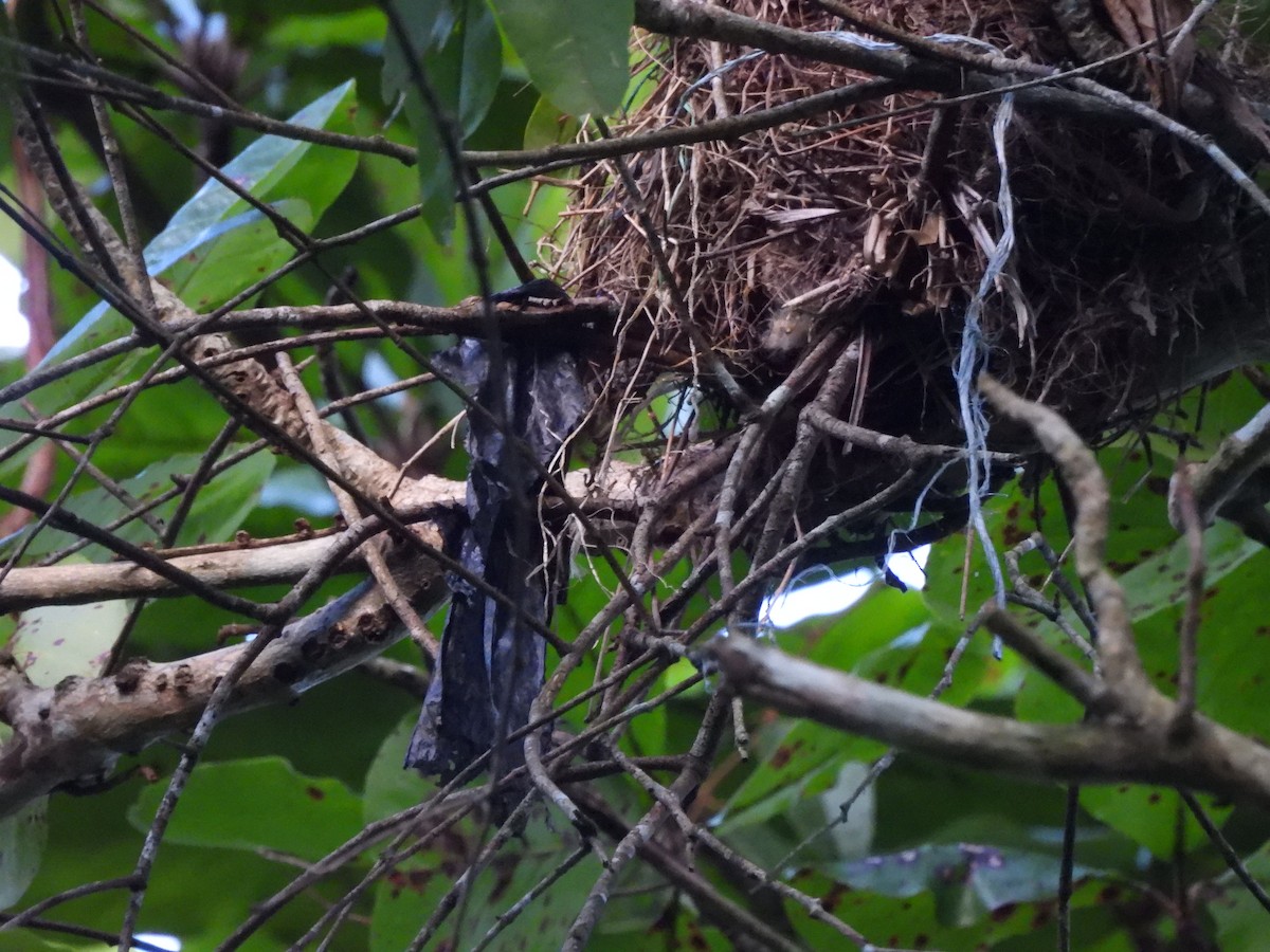 Band-backed Wren - ML646365101