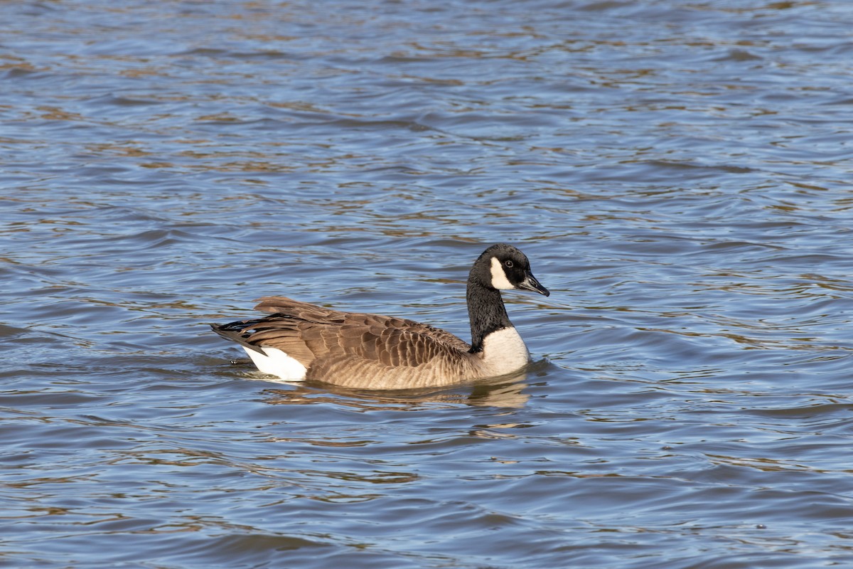 ברנטה קנדית - ML646365102