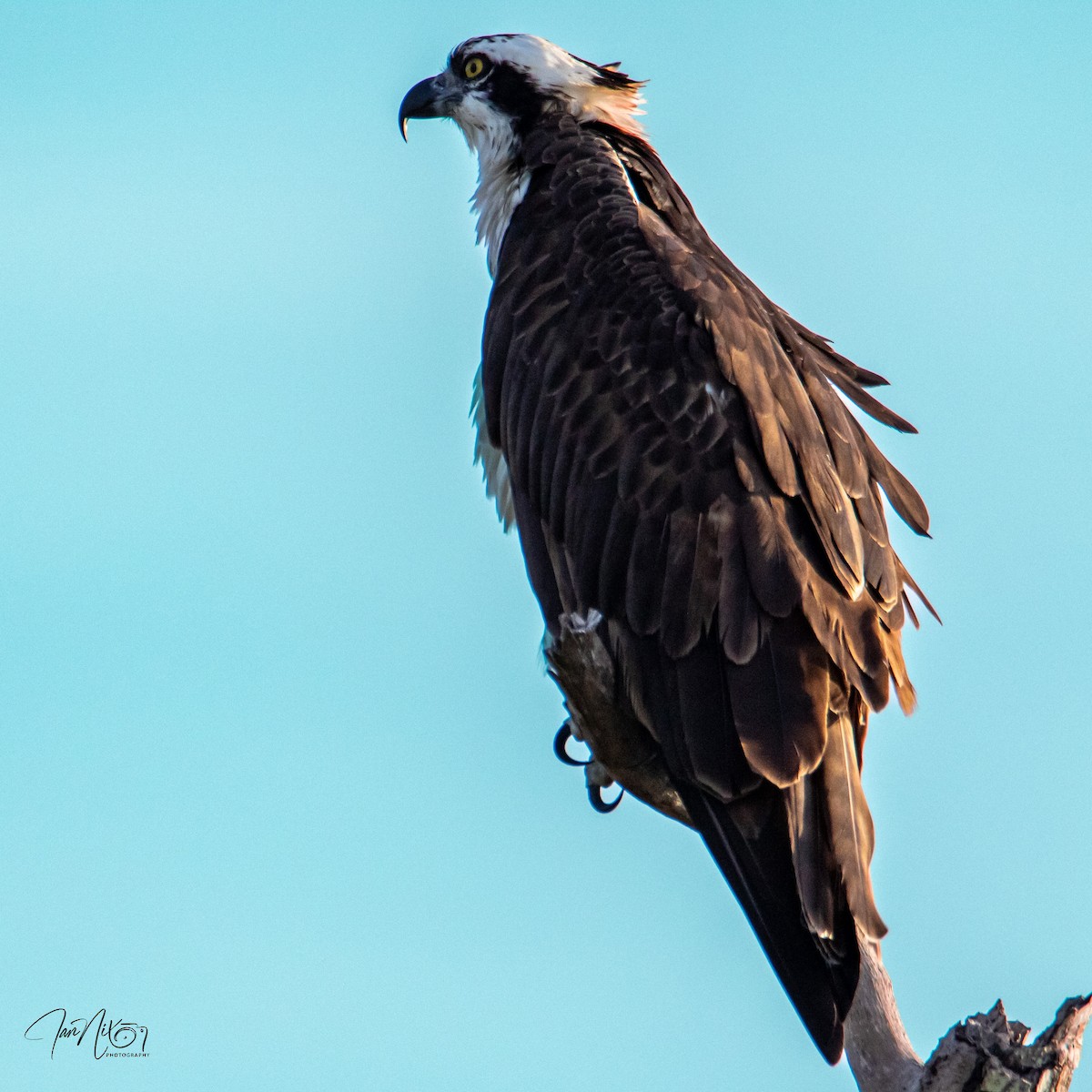 Osprey - ML646365104