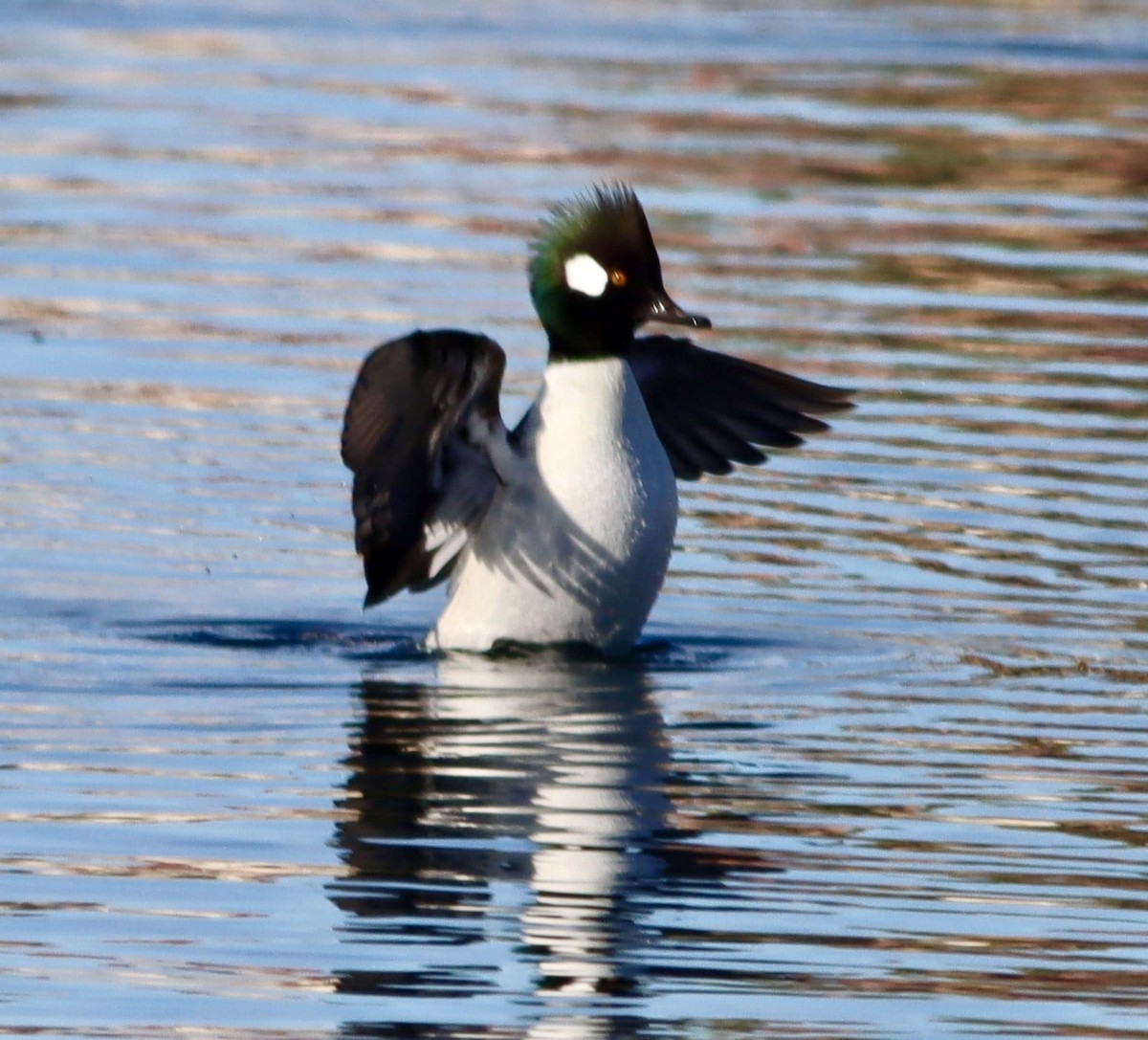 Bufflehead x Hooded Merganser (hybrid) - ML646365105