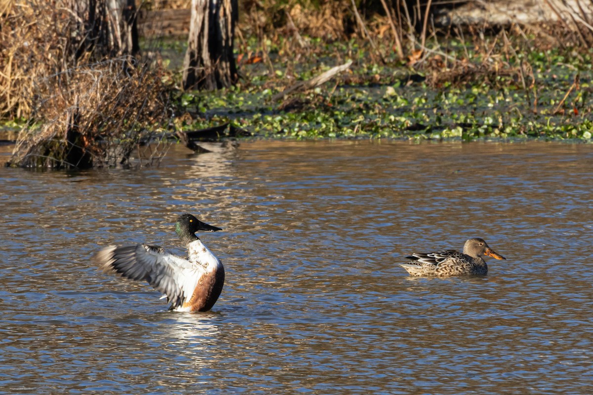 מרית צפונית - ML646365110