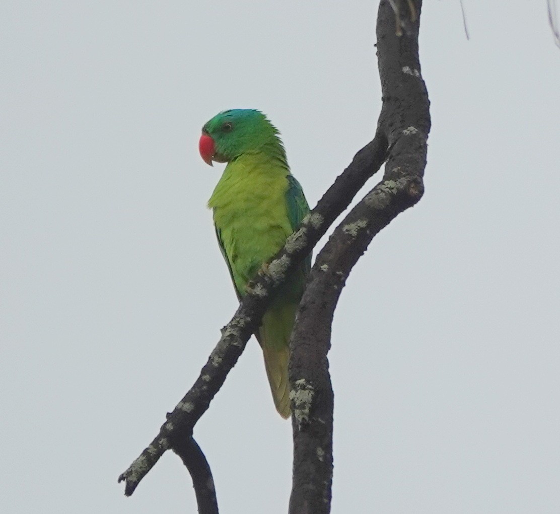 Blauscheitelpapagei - ML646365111