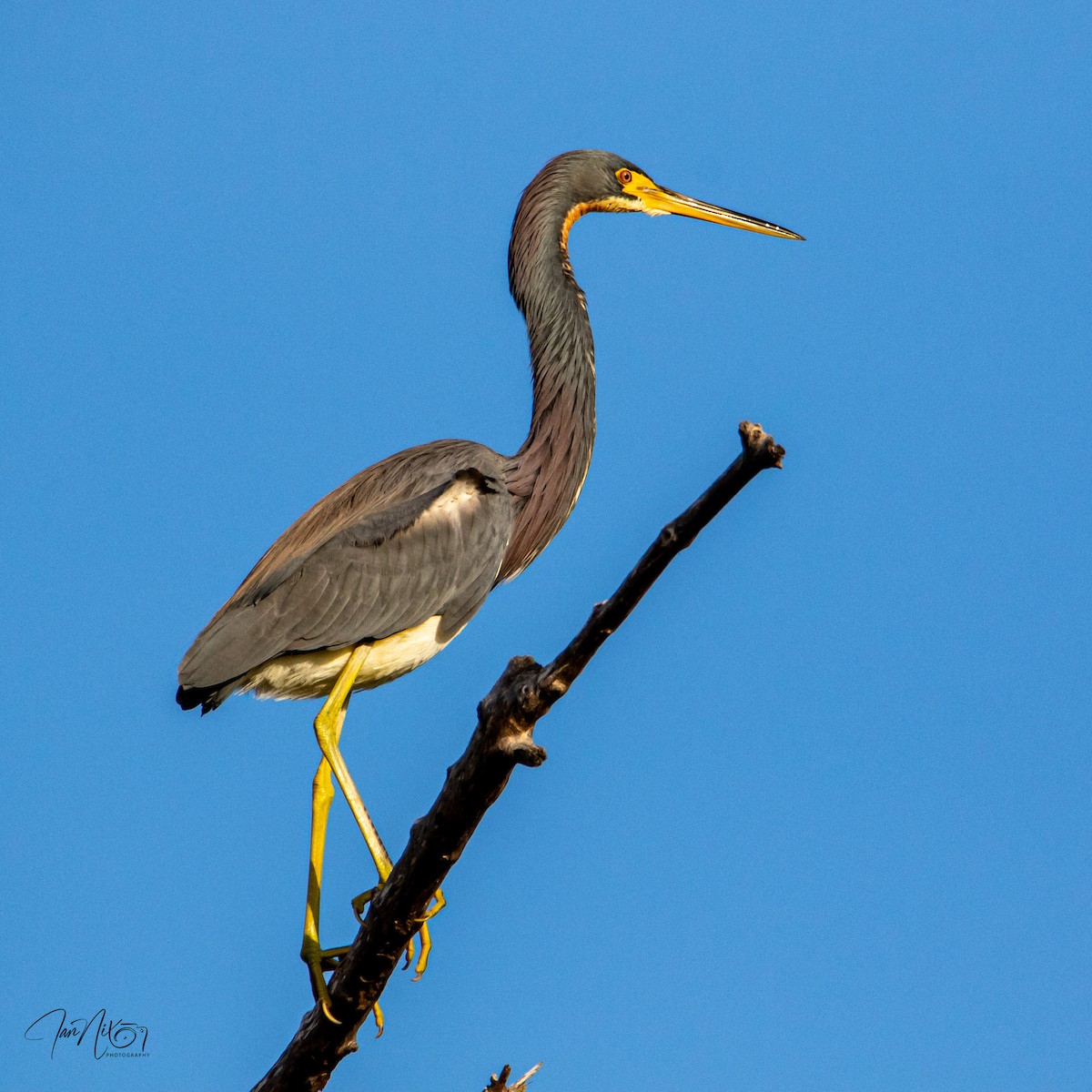 Dreifarbenreiher - ML646365112