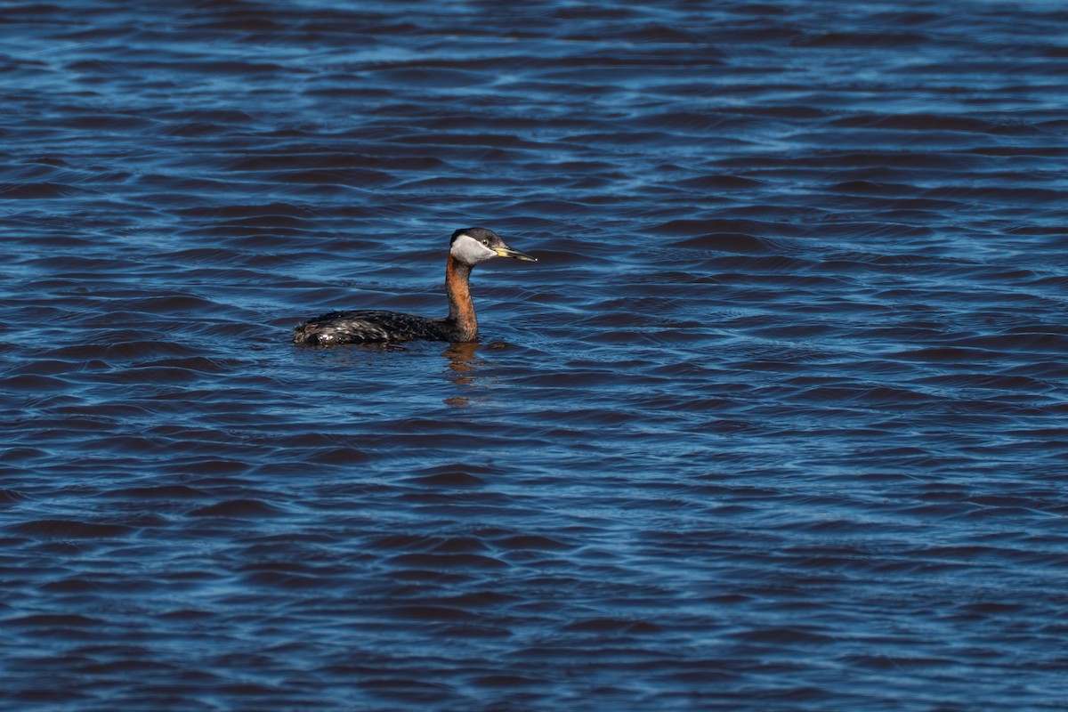 Rothalstaucher - ML646365113