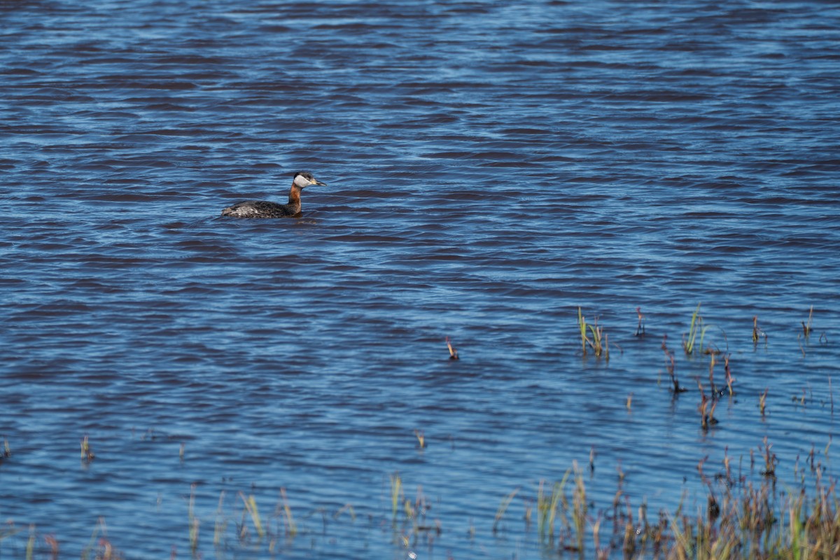 Rothalstaucher - ML646365114