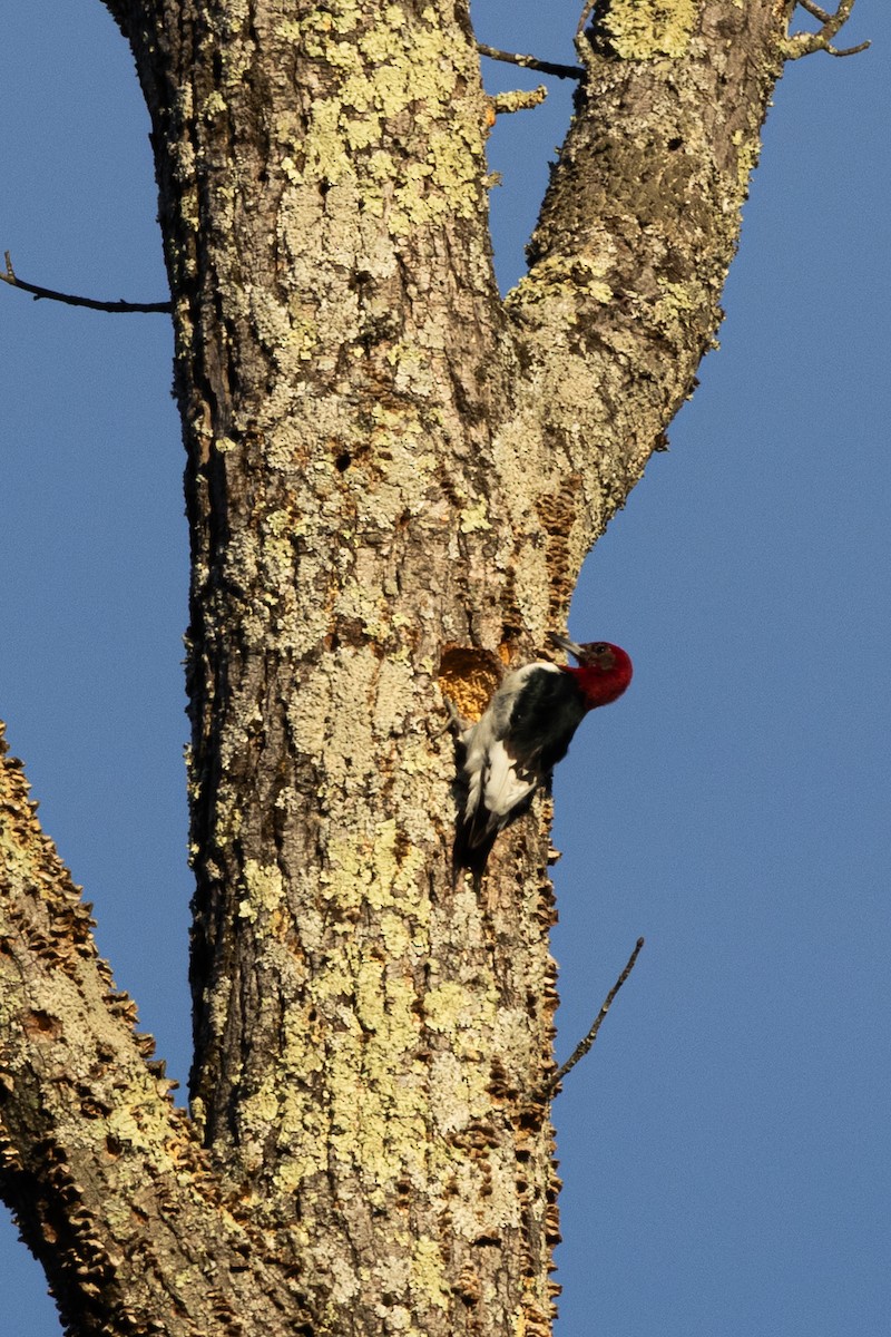 Rotkopfspecht - ML646365115