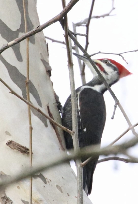 Helmspecht - ML646365116