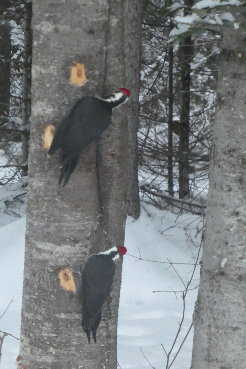 Helmspecht - ML646365117