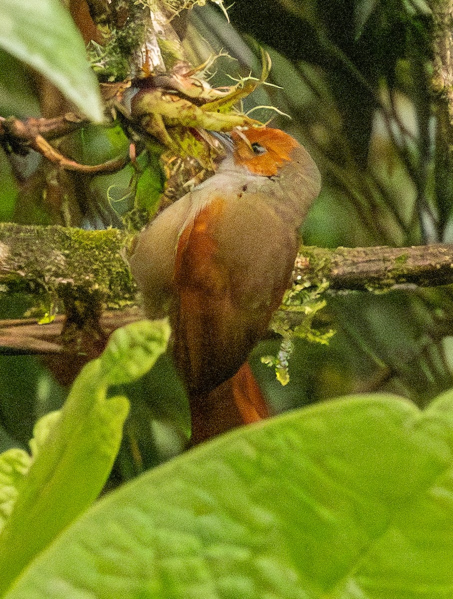 Rotgesicht-Baumschlüpfer - ML646365119