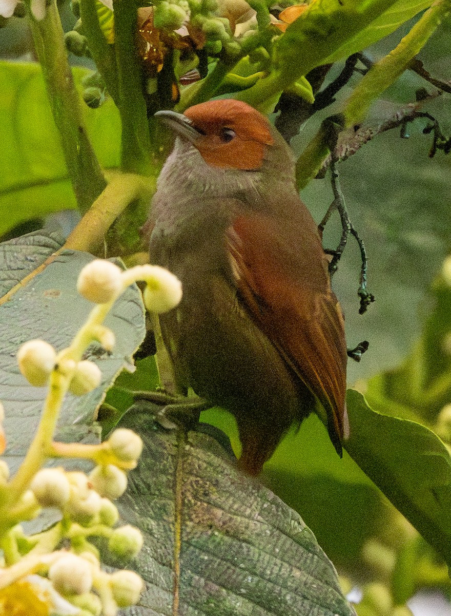 Rotgesicht-Baumschlüpfer - ML646365120