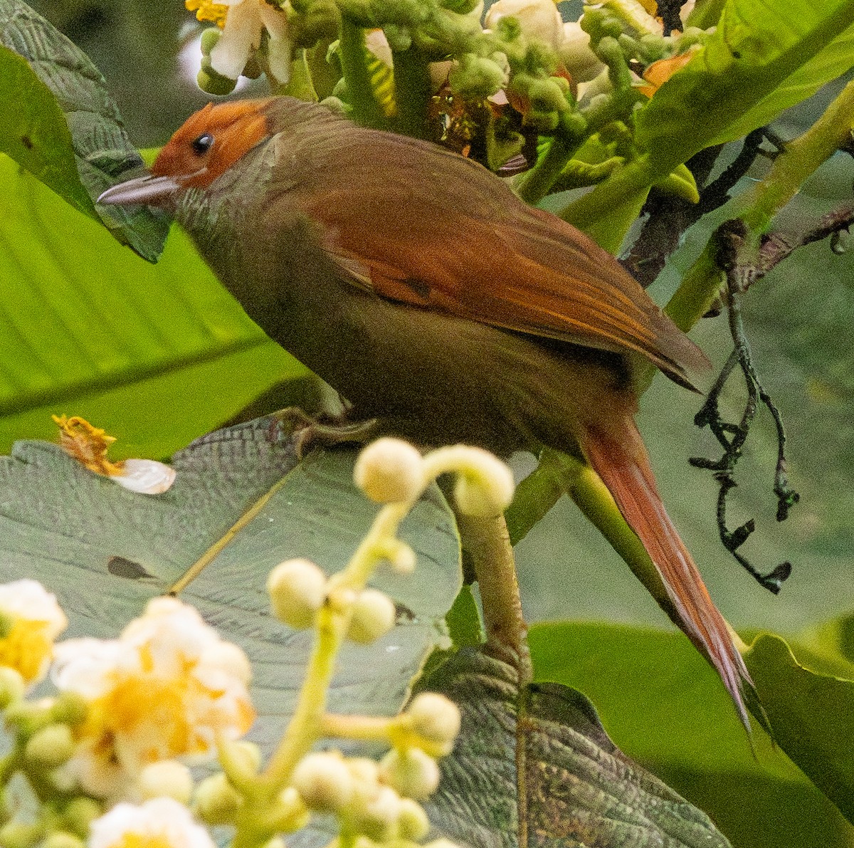 Rotgesicht-Baumschlüpfer - ML646365121