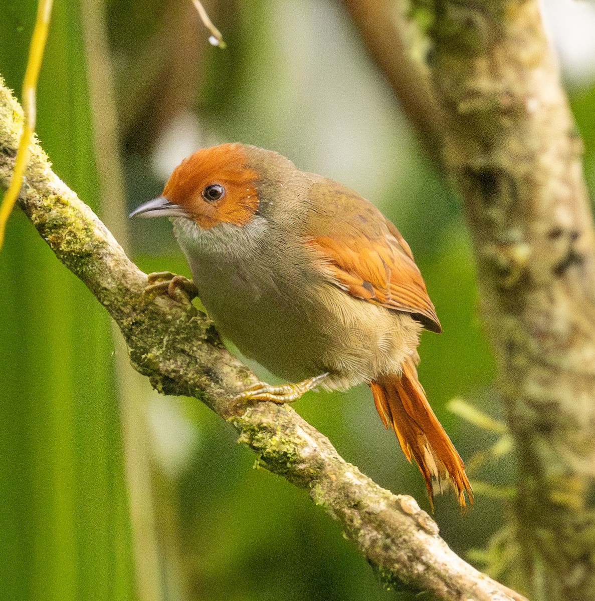 Rotgesicht-Baumschlüpfer - ML646365122