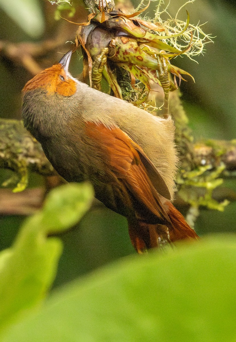 Rotgesicht-Baumschlüpfer - ML646365123