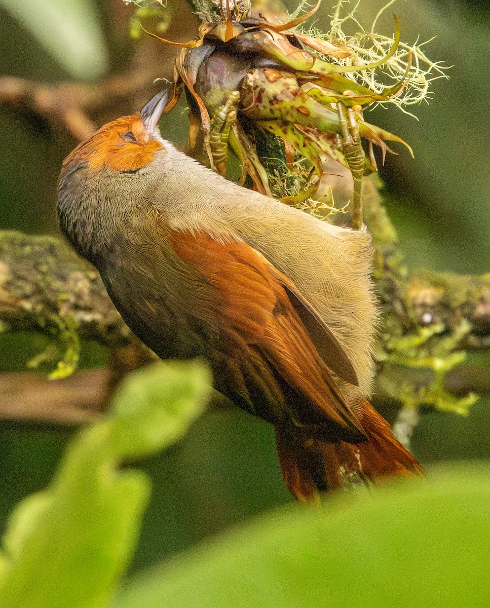 Rotgesicht-Baumschlüpfer - ML646365124