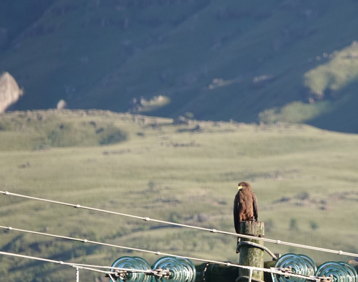 Schwarzmilan (Schmarotzermilan) - ML646365125