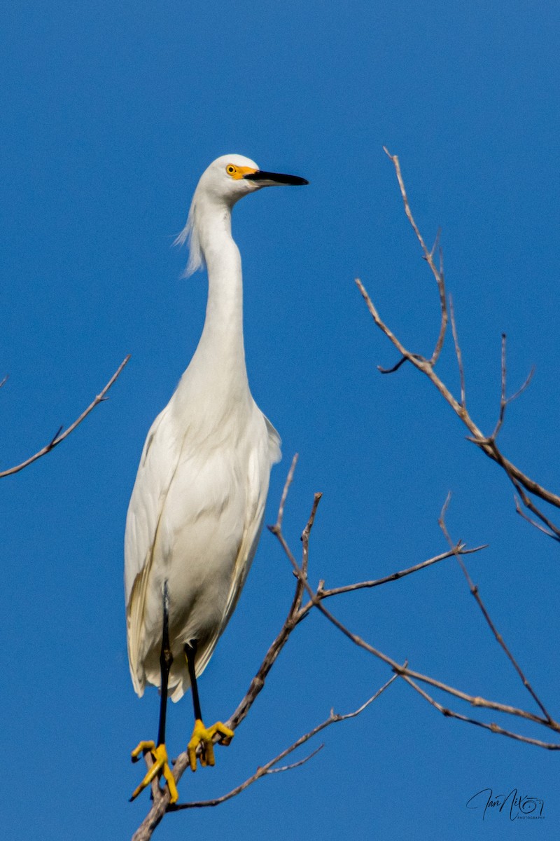 Schmuckreiher - ML646365126